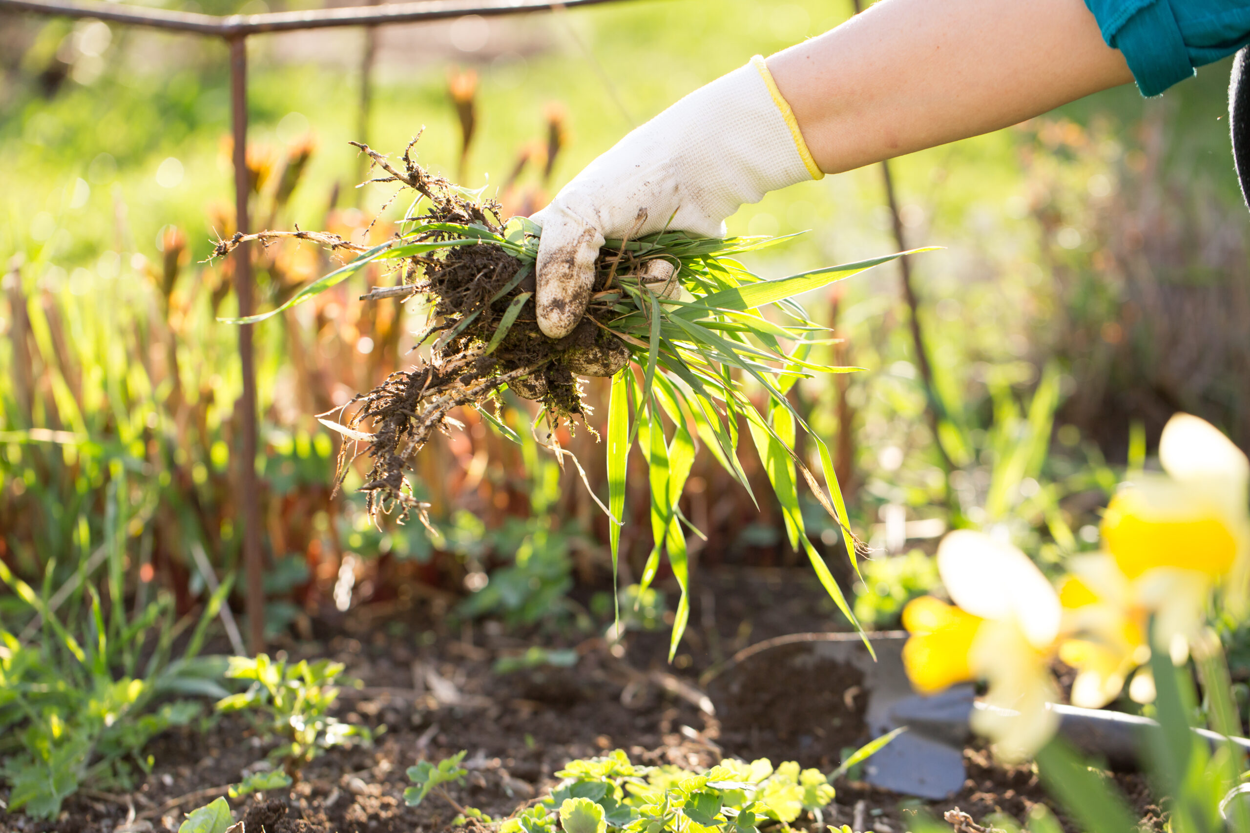 Weeding the Garden